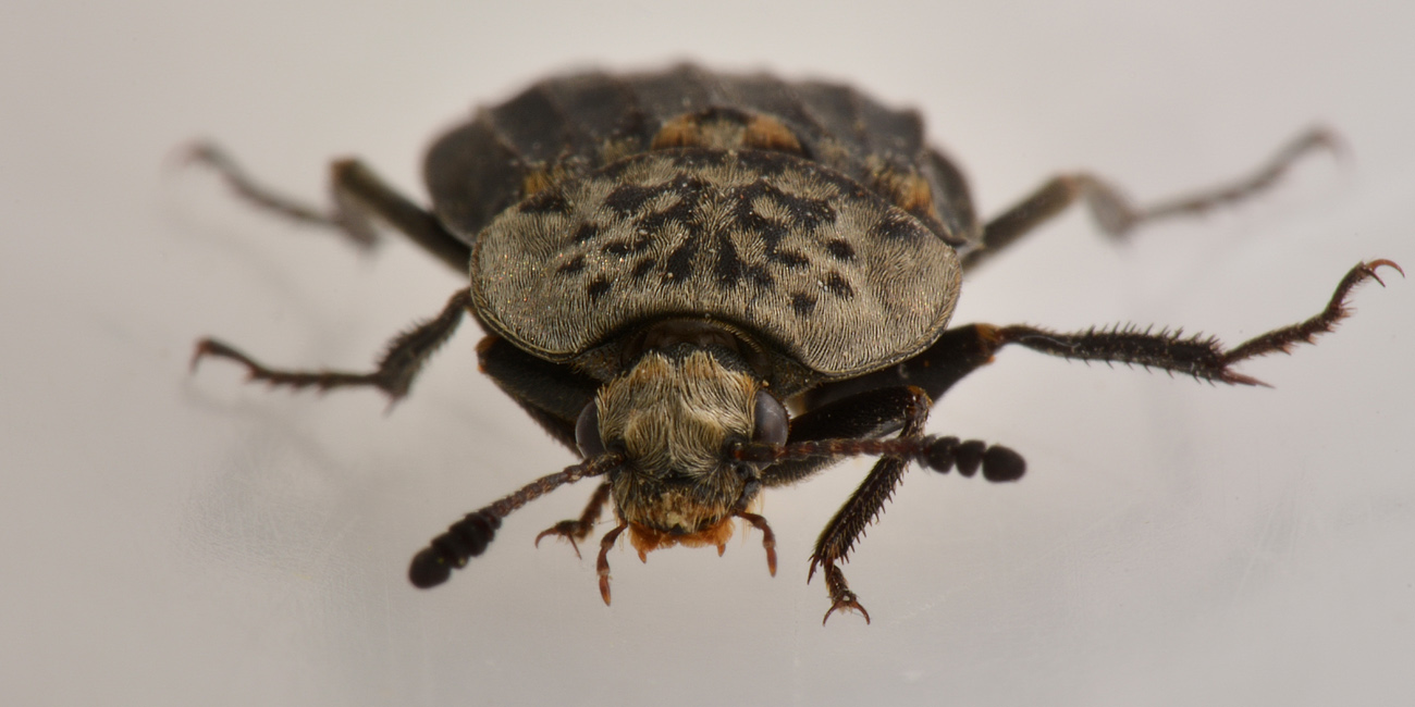 Silphidae, Thanatophilus sinuatus? S, femmina